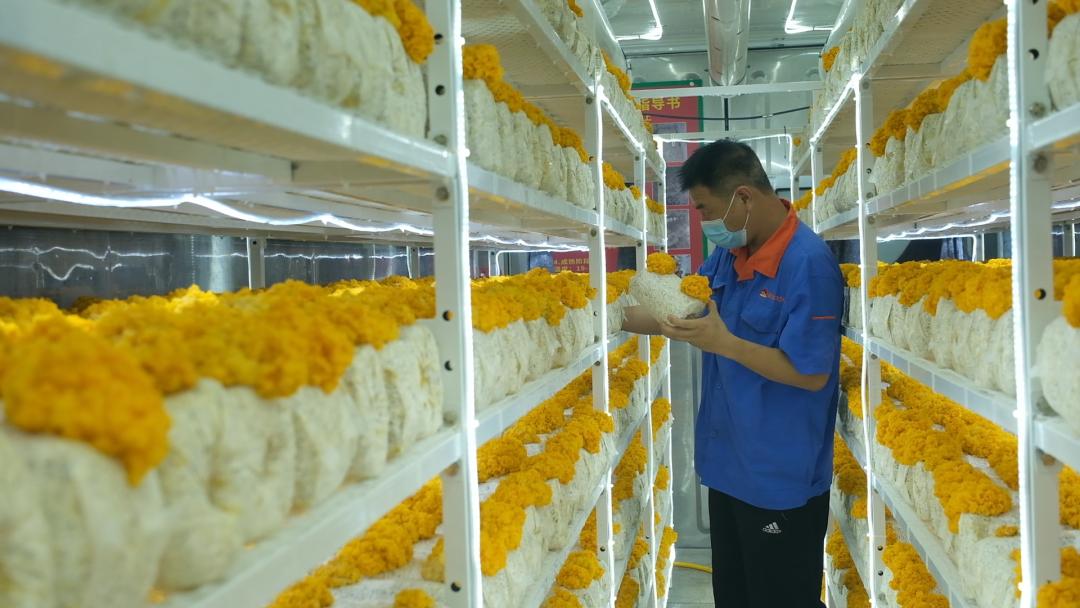 ɽ�|���f�����S�𡱮a(ch��n)�I(y��)����ġ������������Ƽ���(w��n)�a(ch��n)��